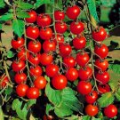 50 Seeds Early Cherry Tomato Juicy Tomatoe Vegetable Garden Edible Food Fresh For Garden