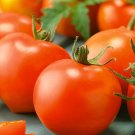 50 Seeds Earliana Tomato Juicy Tomatoe Vegetable Garden Edible Food Fresh For Garden