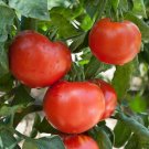 50 Seeds Defiant Phr Tomato Juicy Tomatoe Vegetable Garden Edible Food Fresh For Garden