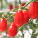 50 Seeds Dacquirtomato Juicy Tomatoe Vegetable Garden Edible Food Fresh For Garden