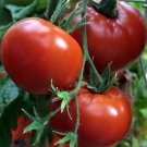 50 Seeds Crimson Sprinter Tomato Juicy Tomatoe Vegetable Garden Edible Food Fresh For Garden