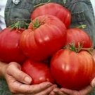 50 Seeds Crimson Chion Beefs Tomato Juicy Tomatoe Vegetable Garden Edible Food Fresh For Garden