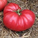 50 Seeds Council Bluffs Tomato Juicy Tomatoe Vegetable Garden Edible Food Fresh For Garden