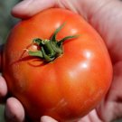 50 Seeds Corona Tomato Juicy Tomatoe Vegetable Garden Edible Food Fresh For Garden 50 Seeds Corona Tomato Juicy Tomatoe Vegetable Garden Edible Food Fresh For Garden