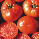 50 Seeds Conestoga Tomato Juicy Tomatoe Vegetable Garden Edible Food Fresh For Garden