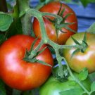 50 Seeds Clermon Tomato Juicy Tomatoe Vegetable Garden Edible Food Fresh For Garden