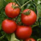 50 Seeds Clear Pink Early Tomato Juicy Tomatoe Vegetable Garden Edible Food Fresh For Garden