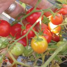 50 Seeds Cherry Buzz Tomato Juicy Tomatoe Vegetable Garden Edible Food Fresh For Garden 50 Seeds Cherry Buzz Tomato Juicy Tomatoe Vegetable Garden Edible Food Fresh For Garden