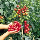 50 Seeds Cherry Blossom Tomato Juicy Tomatoe Vegetable Garden Edible Food Fresh For Garden
