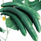 25 Seeds Burpless 26 Cucumbers Planting Edible Food Garden Fresh For Garden