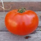 50 Seeds Charger Tomato Juicy Tomatoe Vegetable Garden Edible Food Fresh For Garden