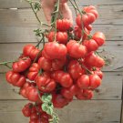 50 Seeds Ceylon Tomato Juicy Tomatoe Vegetable Garden Edible Food Fresh For Garden