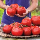 50 Seeds Celebration Tomato Juicy Tomatoe Vegetable Garden Edible Food Fresh For Garden 50 Seeds Celebration Tomato Juicy Tomatoe Vegetable Garden Edible Food Fresh For Garden
