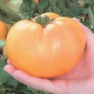 50 Seeds Carolina Gold Tomato Juicy Tomatoe Vegetable Garden Edible Food Fresh For Garden