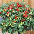 50 Seeds Carmelita Tomato Juicy Tomatoe Vegetable Garden Edible Food Fresh For Garden