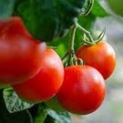 50 Seeds Capaya Tomato Juicy Tomatoe Vegetable Garden Edible Food Fresh For Garden