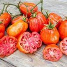 50 Seeds Canestrino Tomato Juicy Tomatoe Vegetable Garden Edible Food Fresh For Garden