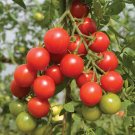 50 Seeds Camelia Tomato Juicy Tomatoe Vegetable Garden Edible Food Fresh For Garden