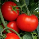 50 Seeds Camaro Tomato Juicy Tomatoe Vegetable Garden Edible Food Fresh For Garden 50 Seeds Camaro Tomato Juicy Tomatoe Vegetable Garden Edible Food Fresh For Garden