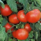 50 Seeds Bulgarian Triumph Tomato Juicy Tomatoe Vegetable Garden Edible Food Fresh For Garden