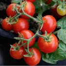 50 Seeds Braveheart Tomato Juicy Tomatoe Vegetable Garden Edible Food Fresh For Garden