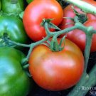 50 Seeds Bolseno Tomato Juicy Tomatoe Vegetable Garden Edible Food Fresh For Garden