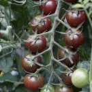 50 Seeds Black Opal Tomato Juicy Tomatoe Vegetable Garden Edible Food Fresh For Garden 50 Seeds Black Opal Tomato Juicy Tomatoe Vegetable Garden Edible Food Fresh For Garden
