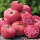 50 Seeds Big Pink Tomato Juicy Tomatoe Vegetable Garden Edible Food Fresh For Garden 50 Seeds Big Pink Tomato Juicy Tomatoe Vegetable Garden Edible Food Fresh For Garden