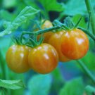 50 Seeds Bicolor Cherry Tomato Juicy Tomatoe Vegetable Garden Edible Food Fresh For Garden