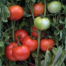 50 Seeds Bhn 964 Tomato Juicy Tomatoe Vegetable Garden Edible Food Fresh For Garden