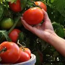 50 Seeds Bhn 961 Tomato Juicy Tomatoe Vegetable Garden Edible Food Fresh For Garden