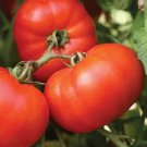 50 Seeds Bhn 826 Tomato Juicy Tomatoe Vegetable Garden Edible Food Fresh For Garden