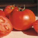 50 Seeds Bhn 444 Tomato Juicy Tomatoe Vegetable Garden Edible Food Fresh For Garden