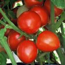 50 Seeds Bellestar Tomato Juicy Tomatoe Vegetable Garden Edible Food Fresh For Garden