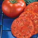 50 Seeds Beefmaster Tomato Juicy Tomatoe Vegetable Garden Edible Food Fresh For Garden