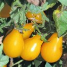 50 Seeds Beams Yellow Pear Tomato Juicy Tomatoe Vegetable Garden Edible Food Fresh For Garden