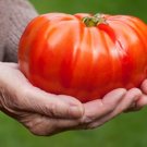 50 Seeds Bealls Gourmet Tomato Juicy Tomatoe Vegetable Garden Edible Food Fresh For Garden