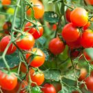 50 Seeds Baxters Early Bh Tomato Juicy Tomatoe Vegetable Garden Edible Food Fresh For Garden