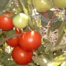 50 Seeds Basrawya Tomato Juicy Tomatoe Vegetable Garden Edible Food Fresh For Garden