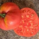 50 Seeds Basket Vee Tomato Juicy Tomatoe Vegetable Garden Edible Food Fresh For Garden