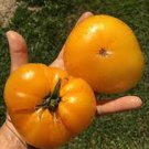 50 Seeds Barnes Mountain Yellow Tomato Juicy Tomatoe Vegetable Garden Edible Fresh For Garden