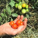 50 Seeds Baby Bottle Tomato Juicy Tomatoe Vegetable Garden Edible Food Fresh For Garden 50 Seeds Baby Bottle Tomato Juicy Tomatoe Vegetable Garden Edible Food Fresh For Garden