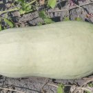 15 Seeds Charleston Grey Watermelon Garden Fruit Healthy Planting Summer Food Fresh For Garden 15 Seeds Charleston Grey Watermelon Garden Fruit Healthy Planting Summer Food Fresh For Garden