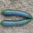 25 Seeds Tanja Cucumber Planting Edible Food Garden Fresh For Garden