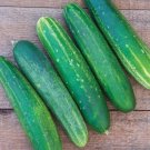 25 Seeds Straight Eight Cucumber Planting Edible Food Garden Fresh For Garden