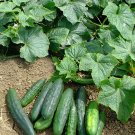 25 Seeds Marketmore 76 Cucumber Planting Edible Food Garden Fresh For Garden