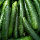 25 Seeds Fanfare Cucumber Planting Edible Food Garden Fresh For Garden