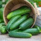 25 Seeds Early Pride Cucumber Planting Edible Food Garden Fresh For Garden
