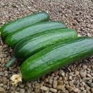 25 Seeds Diva Cucumber Planting Edible Food Garden Fresh For Garden