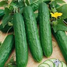 25 Seeds Dasher Icucumber Planting Edible Food Garden Fresh For Garden